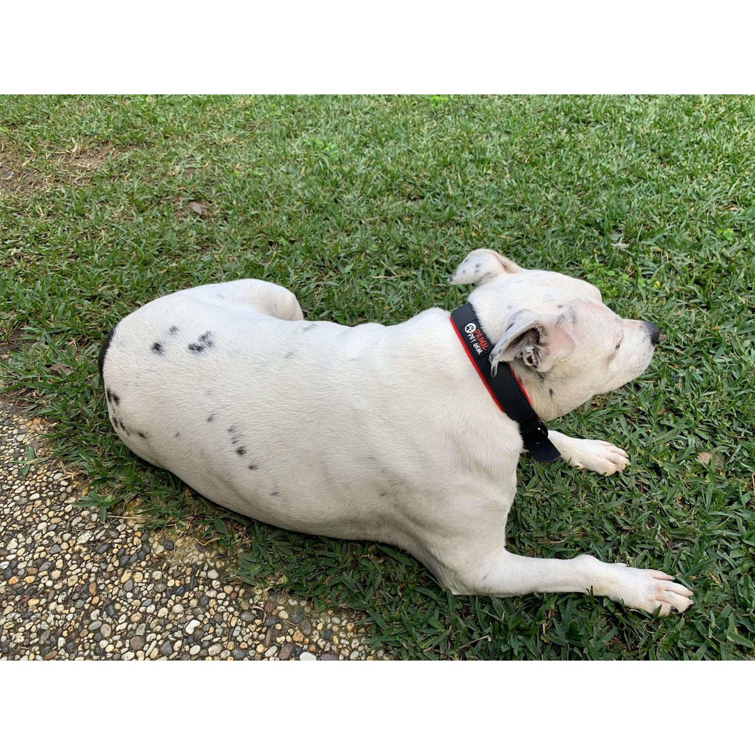 Primal Pet Gear Dog Collars - Tough, Water and Dirt Resistant - Primal Pet Gear