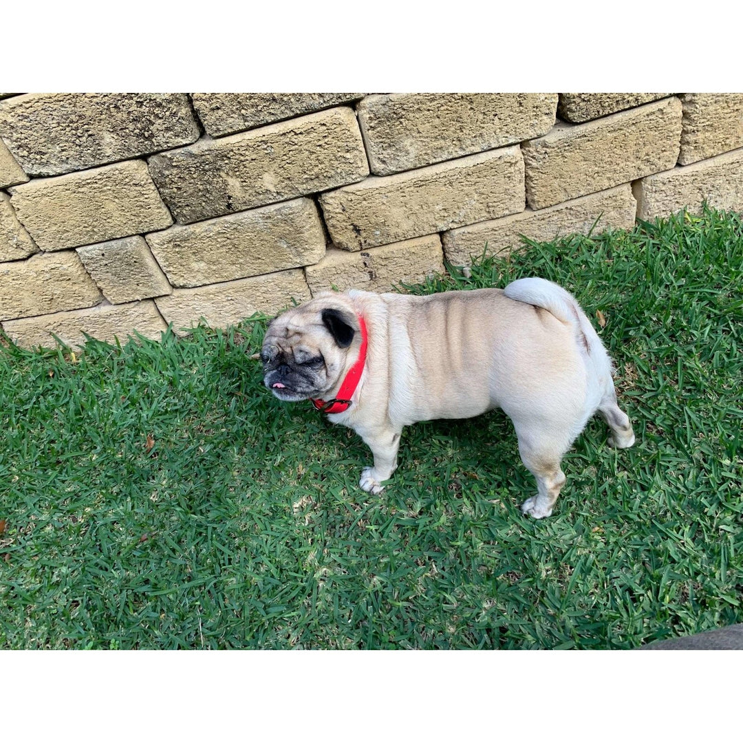 Primal Pet Gear Dog Collars - Tough, Water and Dirt Resistant - Primal Pet Gear