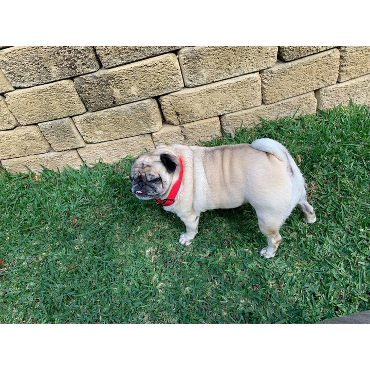 Primal Pet Gear Dog Collars - Tough, Water and Dirt Resistant - Primal Pet Gear