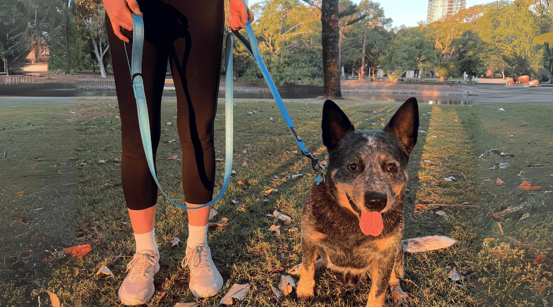 5 Reasons a Double Handle Dog Leash is a better choice for your dog - Primal Pet Gear