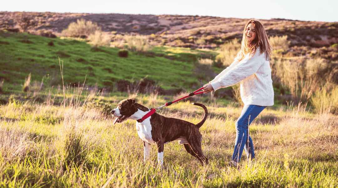 6 Things to consider before buying a dog leash - Primal Pet Gear