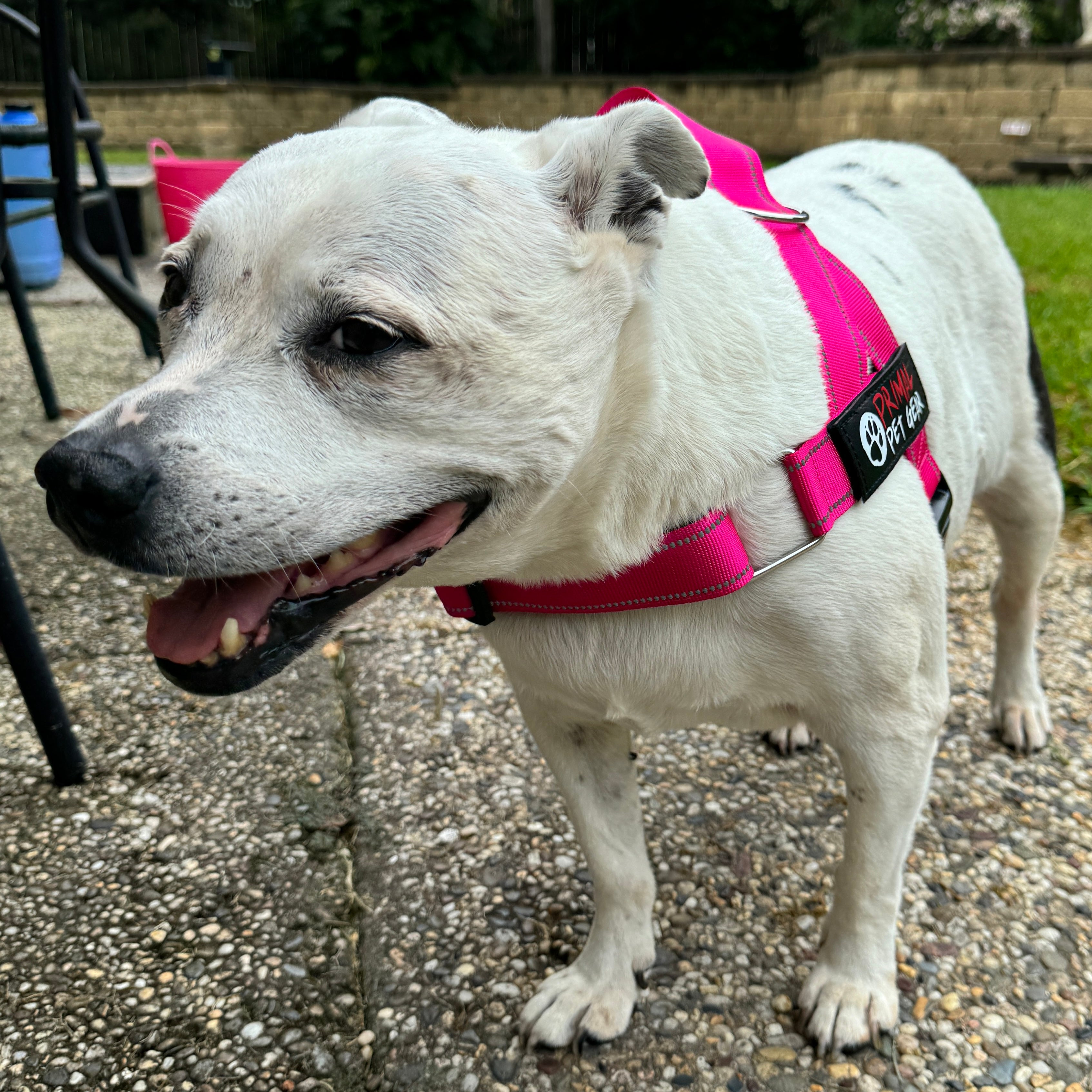 Personalised harness for clearance dogs