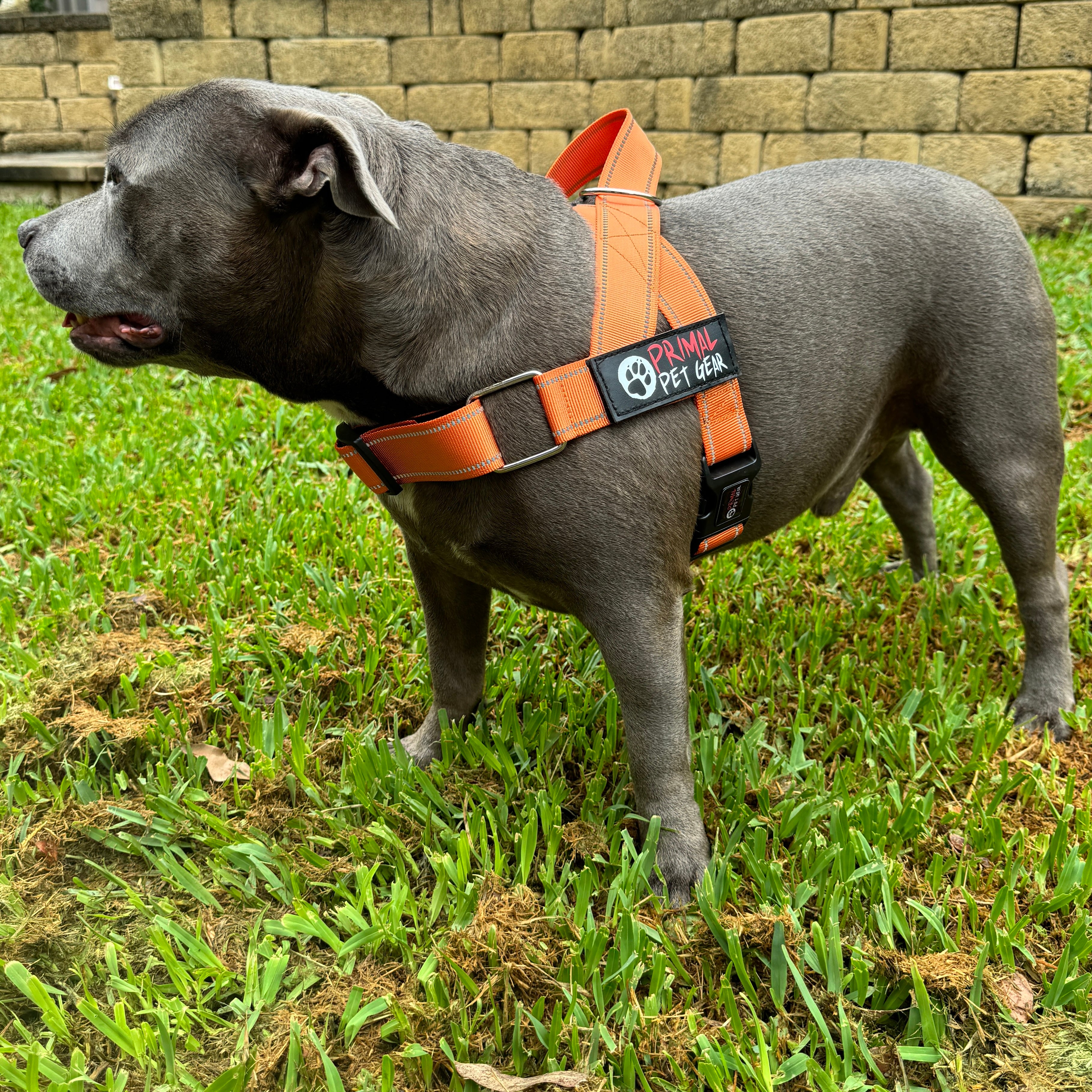 Personalised puppy outlet harness