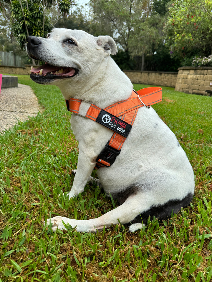 Primal Pet Gear Quick Fit Personalised Dog Harness