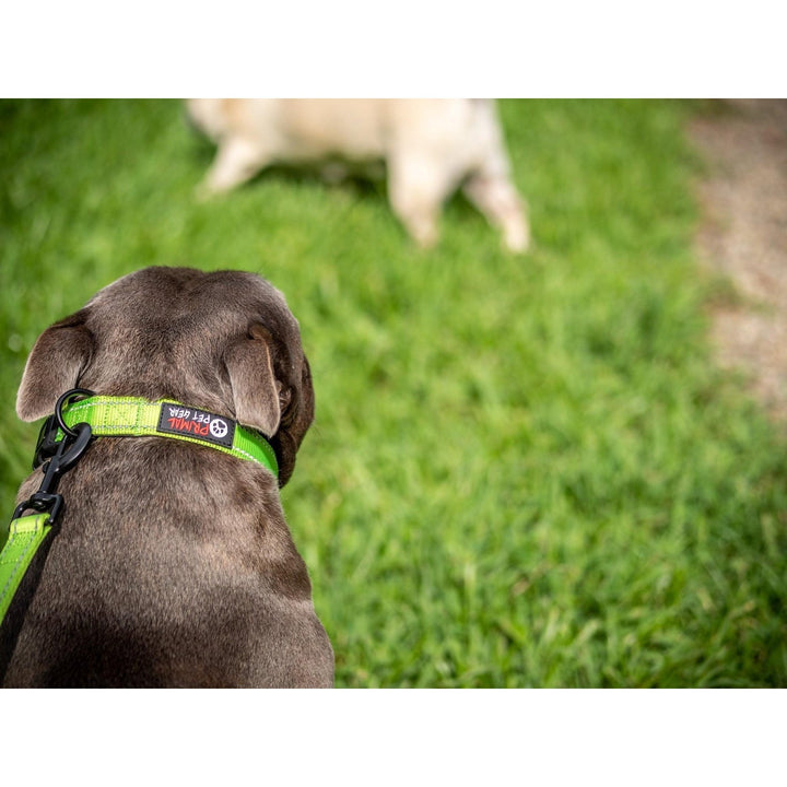 Primal Pet Gear Tough Dog and Puppy Collars - Primal Pet Gear