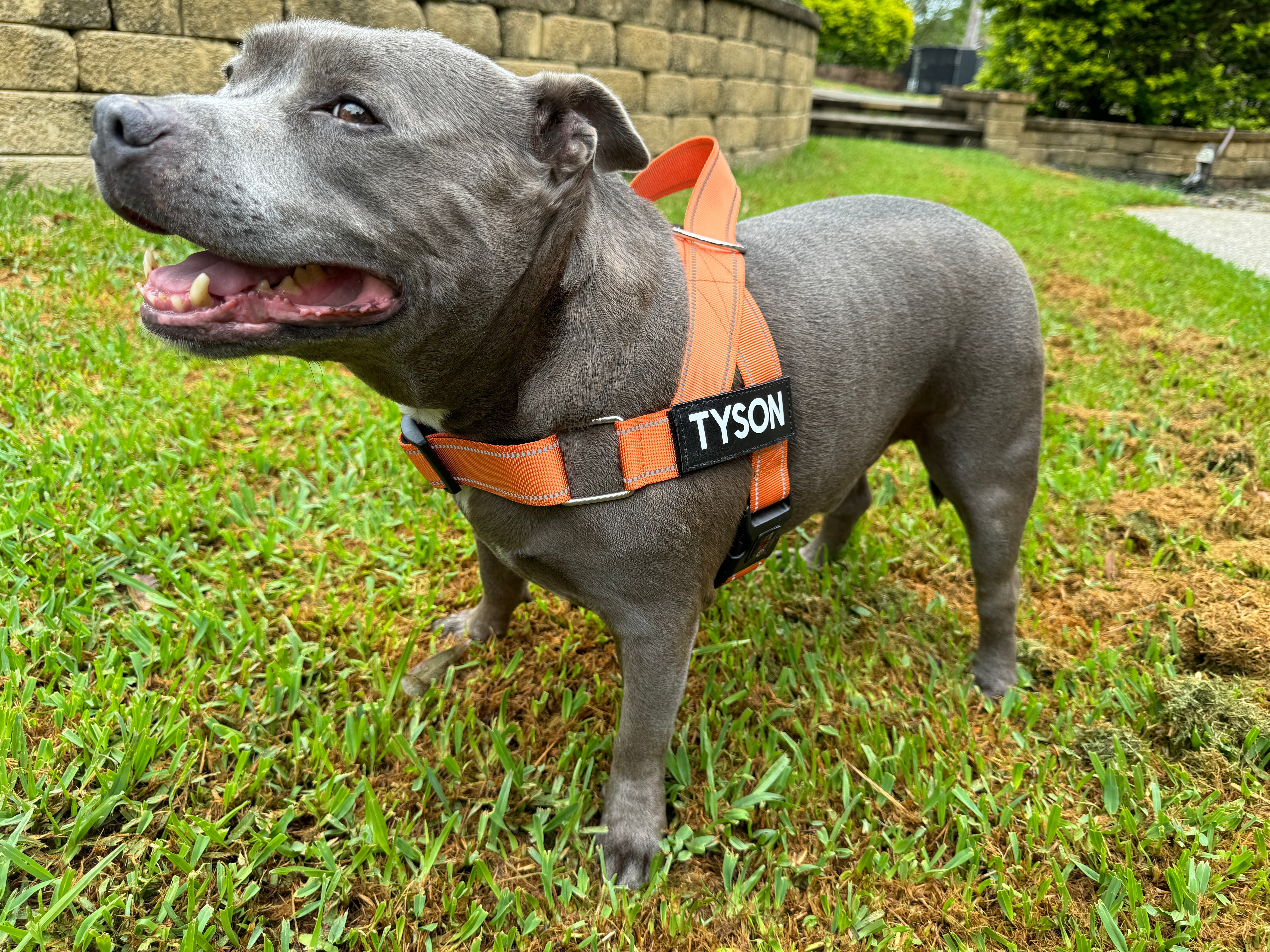 Harnesses