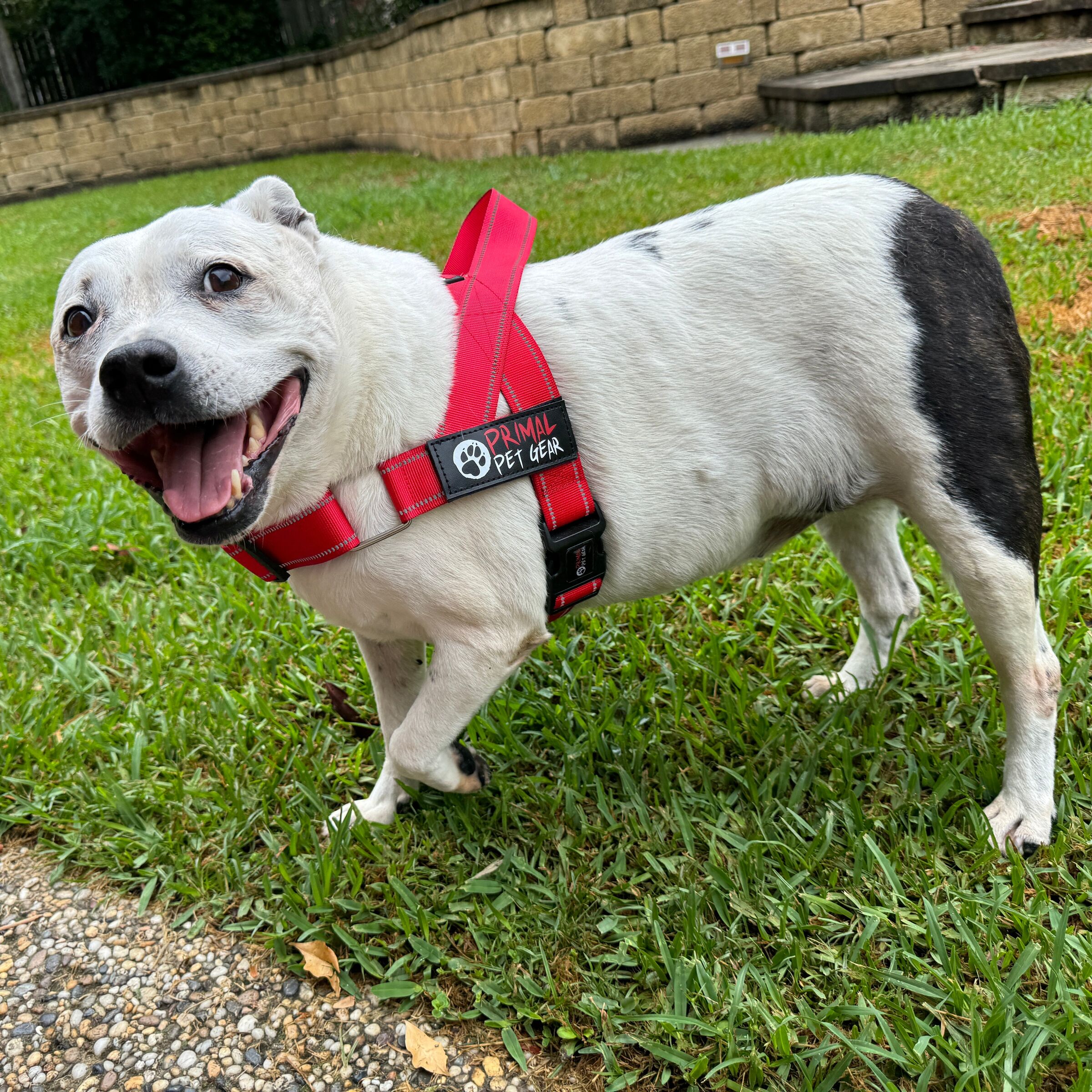 Staffy wearing a Primal Pet Gear Quick Fit harness